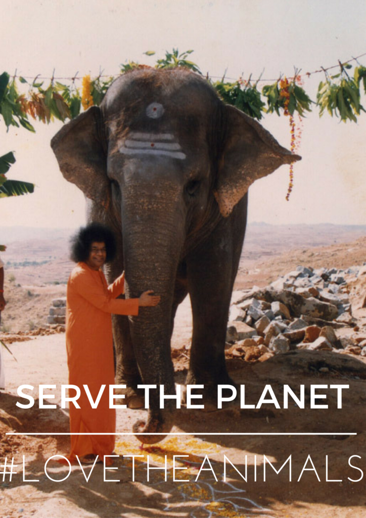 Serve the Planet 2016: Love for Animals | Sri Sathya Sai International  Organisation, SSSIO Canada, Zone 1, Region 13